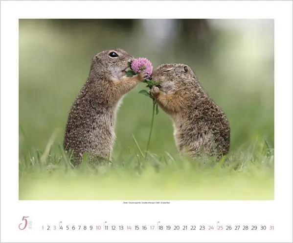 Bild: 9783731883401 | WaldLife 2026 | Verlag Korsch | Kalender | 14 S. | Deutsch | 2026