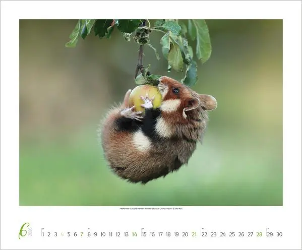 Bild: 9783731883401 | WaldLife 2026 | Verlag Korsch | Kalender | 14 S. | Deutsch | 2026