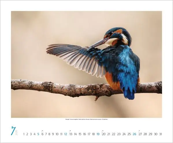 Bild: 9783731883401 | WaldLife 2026 | Verlag Korsch | Kalender | 14 S. | Deutsch | 2026