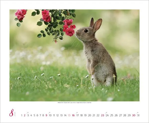 Bild: 9783731883401 | WaldLife 2026 | Verlag Korsch | Kalender | 14 S. | Deutsch | 2026
