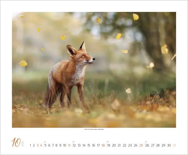 Bild: 9783731883401 | WaldLife 2026 | Verlag Korsch | Kalender | 14 S. | Deutsch | 2026