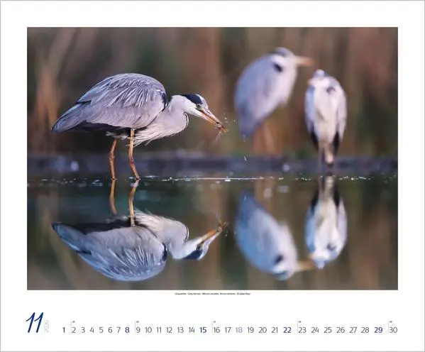 Bild: 9783731883401 | WaldLife 2026 | Verlag Korsch | Kalender | 14 S. | Deutsch | 2026