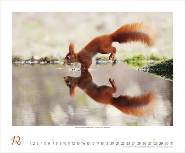 Bild: 9783731883401 | WaldLife 2026 | Verlag Korsch | Kalender | 14 S. | Deutsch | 2026