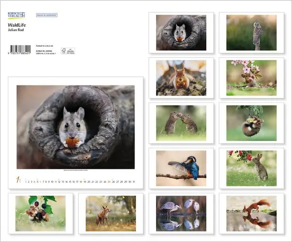 Bild: 9783731883401 | WaldLife 2026 | Verlag Korsch | Kalender | 14 S. | Deutsch | 2026