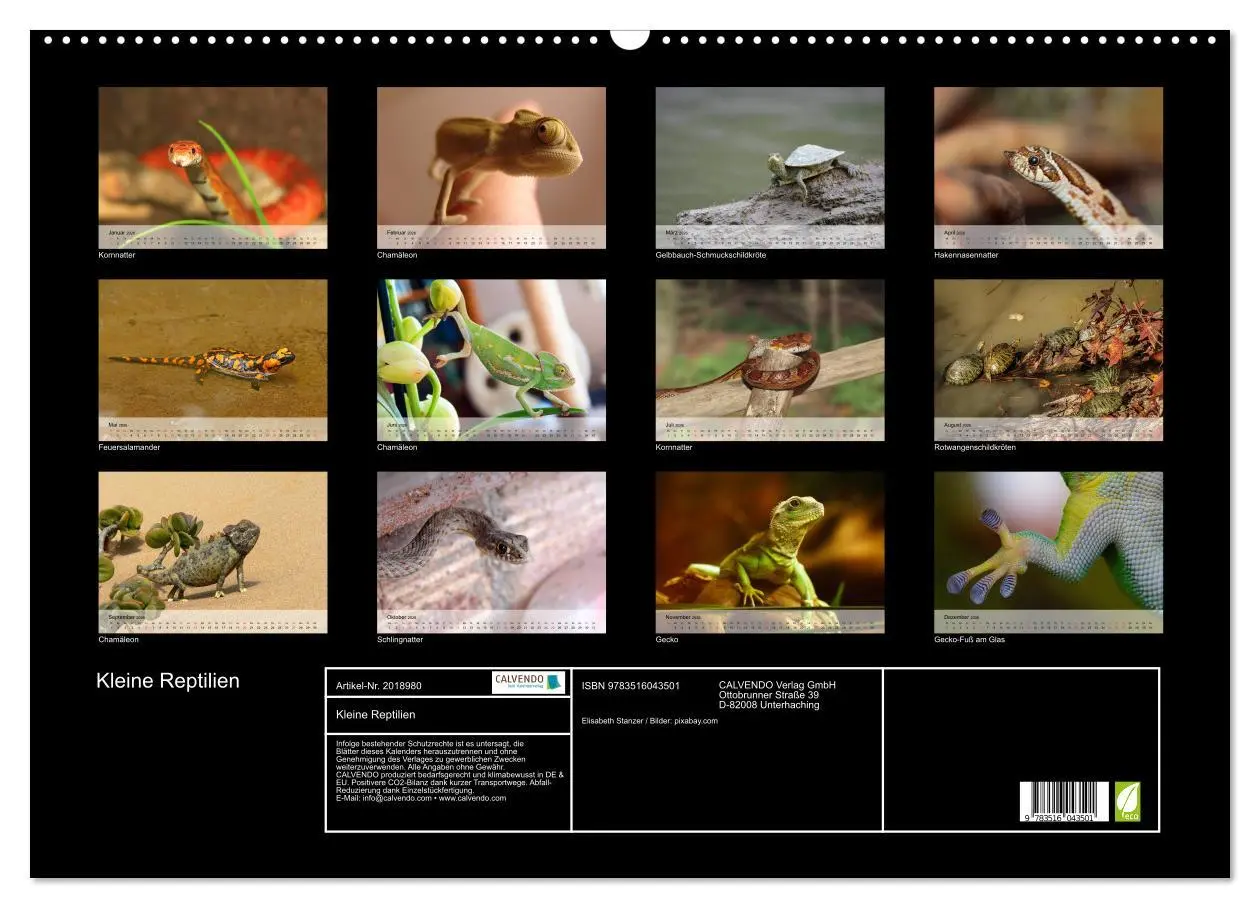 Bild: 9783516043501 | Kleine Reptilien (Wandkalender 2026 DIN A2 quer), CALVENDO...