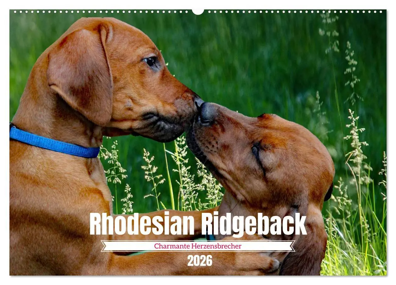 Cover: 9783457563601 | Rhodesian Ridgeback, Charmante Herzensbrecher (Wandkalender 2026...