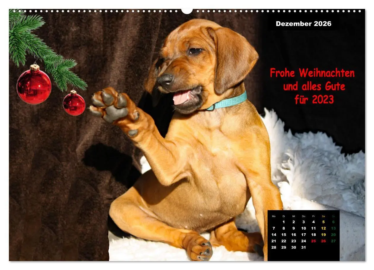 Bild: 9783457563601 | Rhodesian Ridgeback, Charmante Herzensbrecher (Wandkalender 2026...