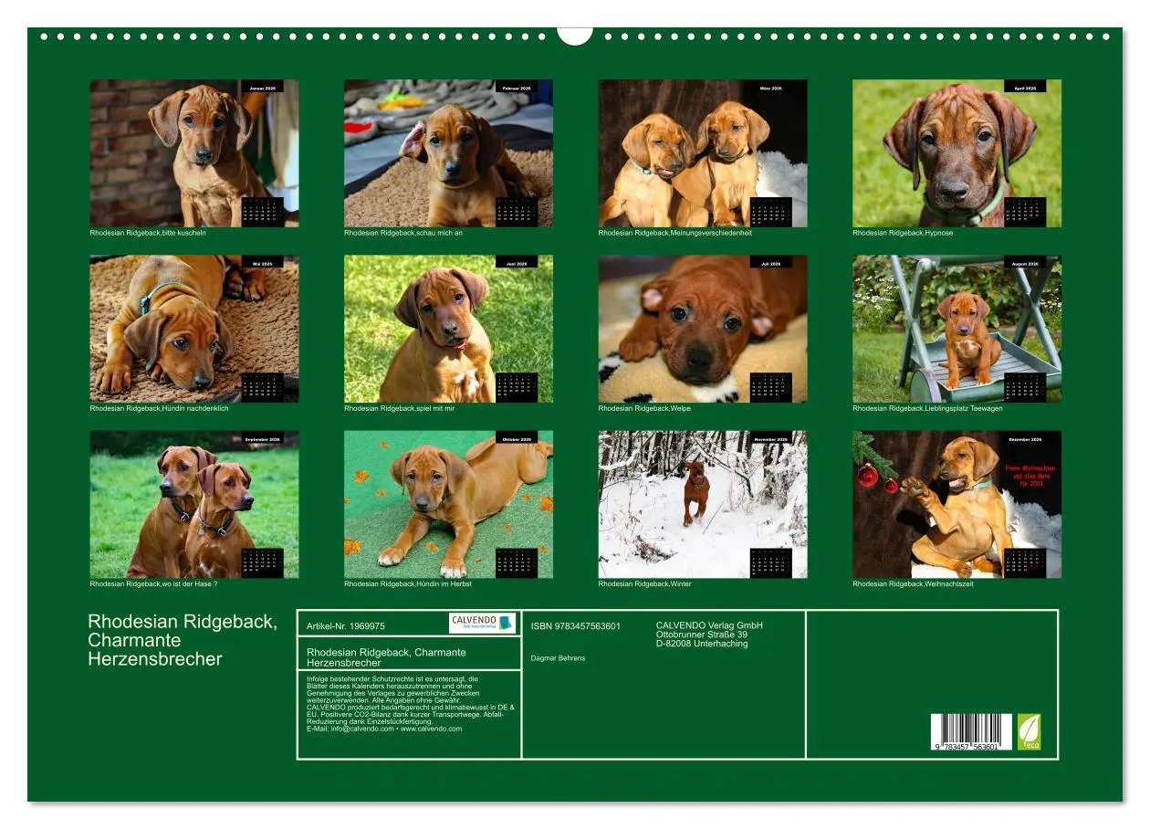 Bild: 9783457563601 | Rhodesian Ridgeback, Charmante Herzensbrecher (Wandkalender 2026...