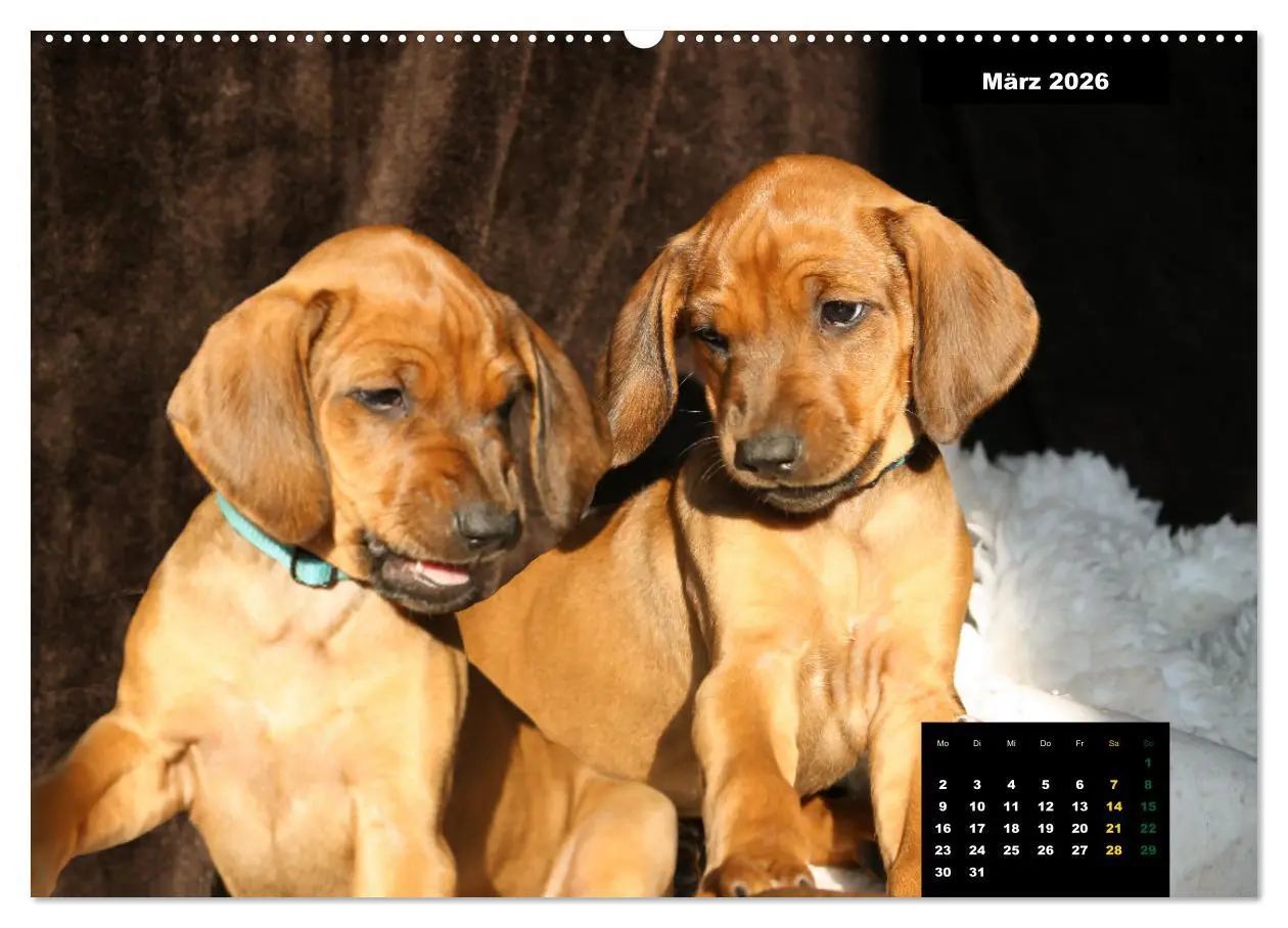 Bild: 9783457563601 | Rhodesian Ridgeback, Charmante Herzensbrecher (Wandkalender 2026...