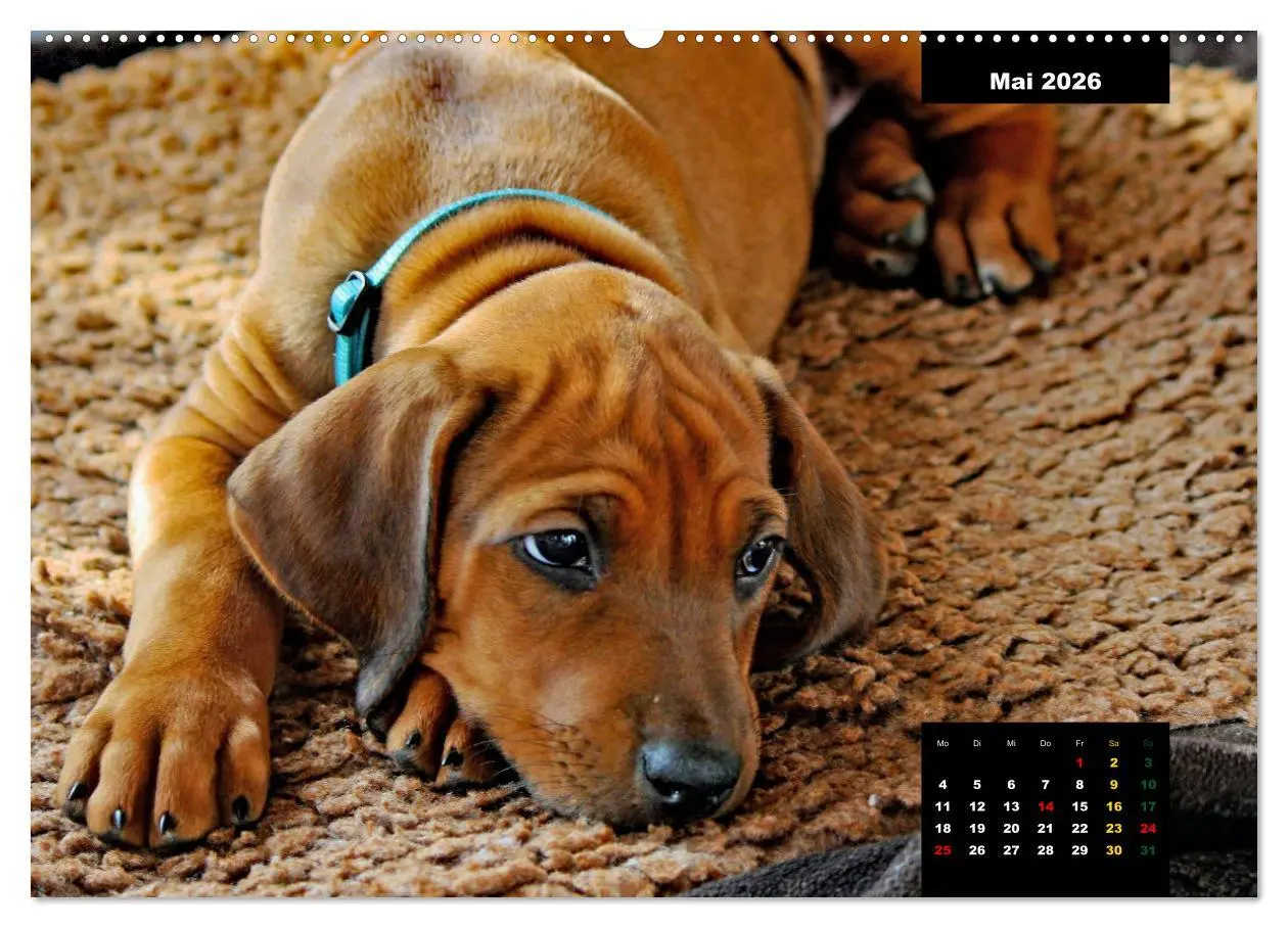 Bild: 9783457563601 | Rhodesian Ridgeback, Charmante Herzensbrecher (Wandkalender 2026...