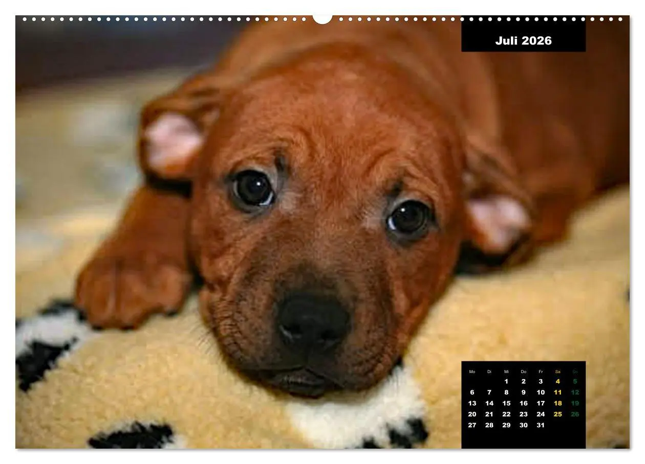 Bild: 9783457563601 | Rhodesian Ridgeback, Charmante Herzensbrecher (Wandkalender 2026...