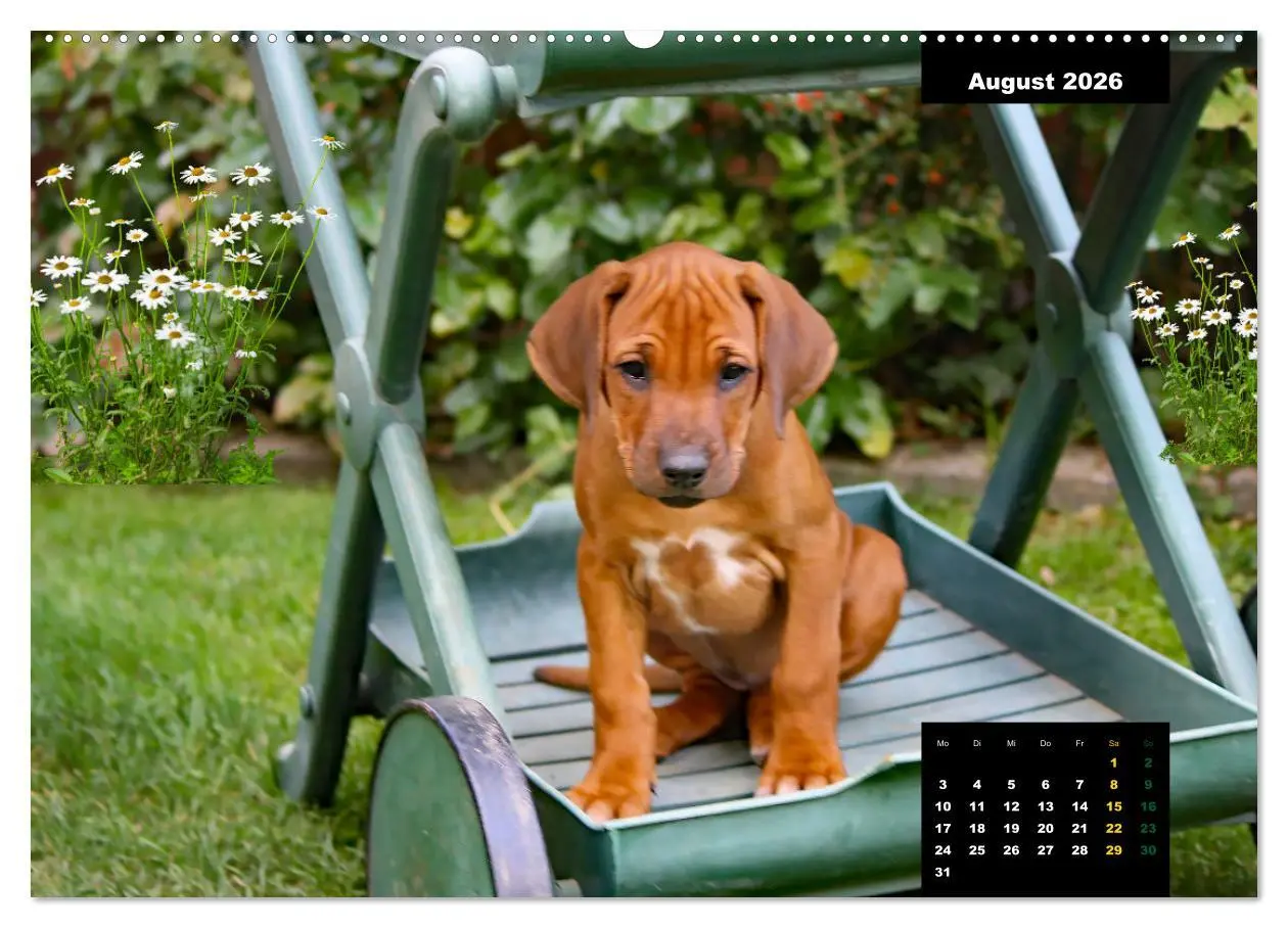Bild: 9783457563601 | Rhodesian Ridgeback, Charmante Herzensbrecher (Wandkalender 2026...