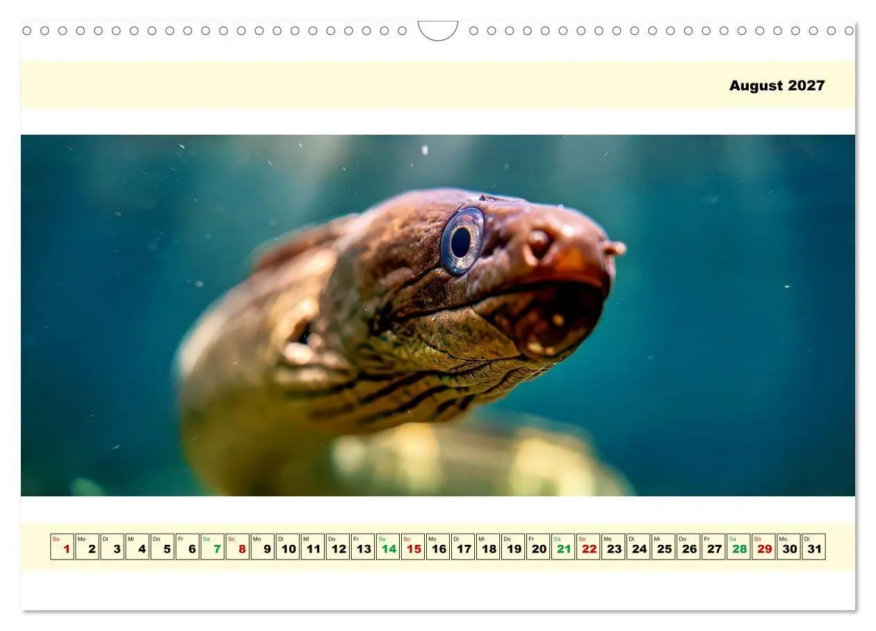 Bild: 9783594253601 | Mit dem Fisheye auf Fisch (Wandkalender 2027 DIN A3 quer), CALVENDO...