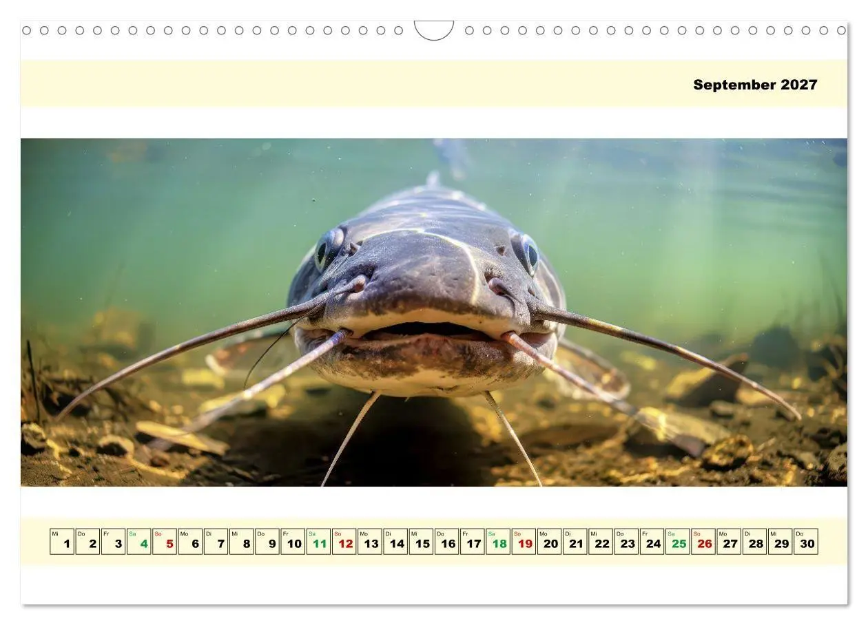 Bild: 9783594253601 | Mit dem Fisheye auf Fisch (Wandkalender 2027 DIN A3 quer), CALVENDO...