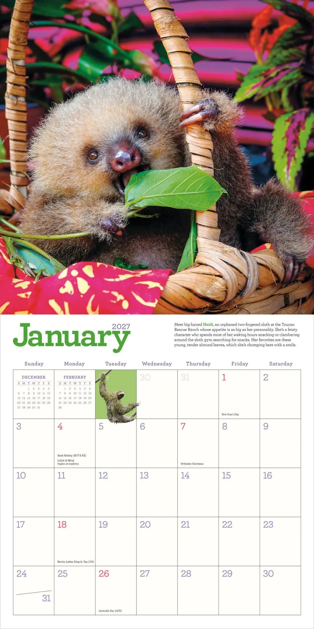 Bild: 9781523533701 | Original Sloths Wall Calendar 2027 | Lucy Cooke (u. a.) | Kalender