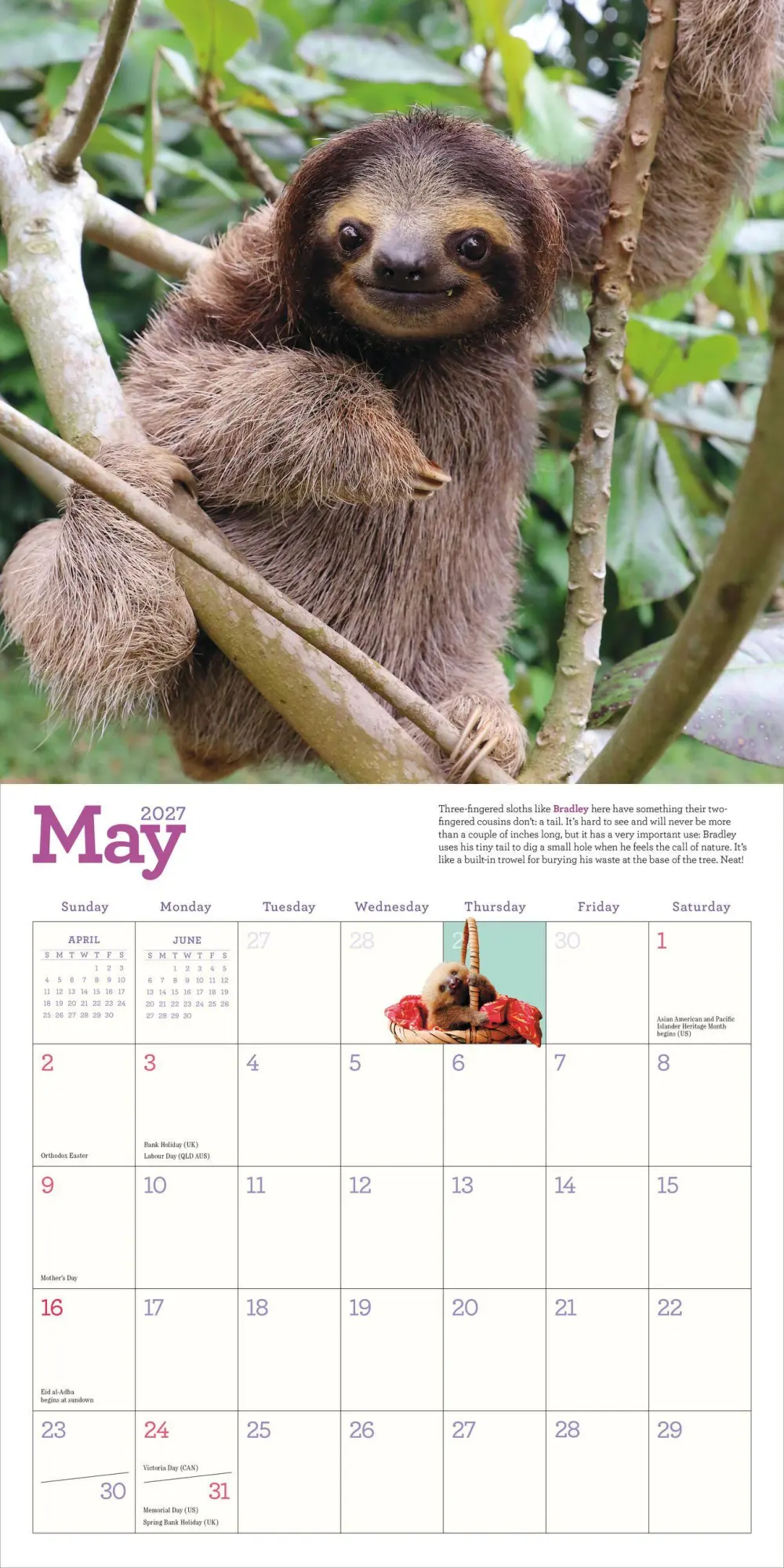 Bild: 9781523533701 | Original Sloths Wall Calendar 2027 | Lucy Cooke (u. a.) | Kalender