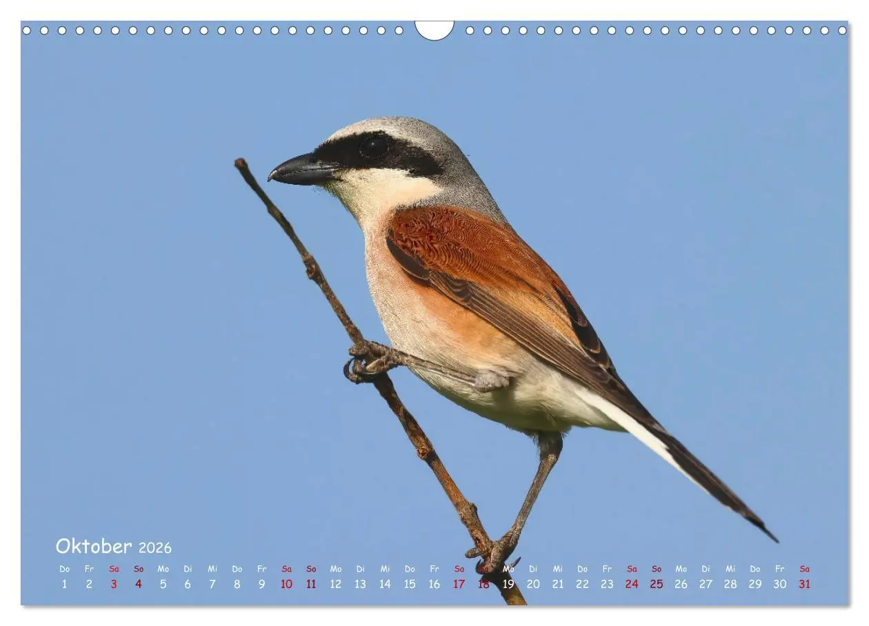 Bild: 9783457553701 | Wildvogelkalender (Wandkalender 2026 DIN A3 quer), CALVENDO...