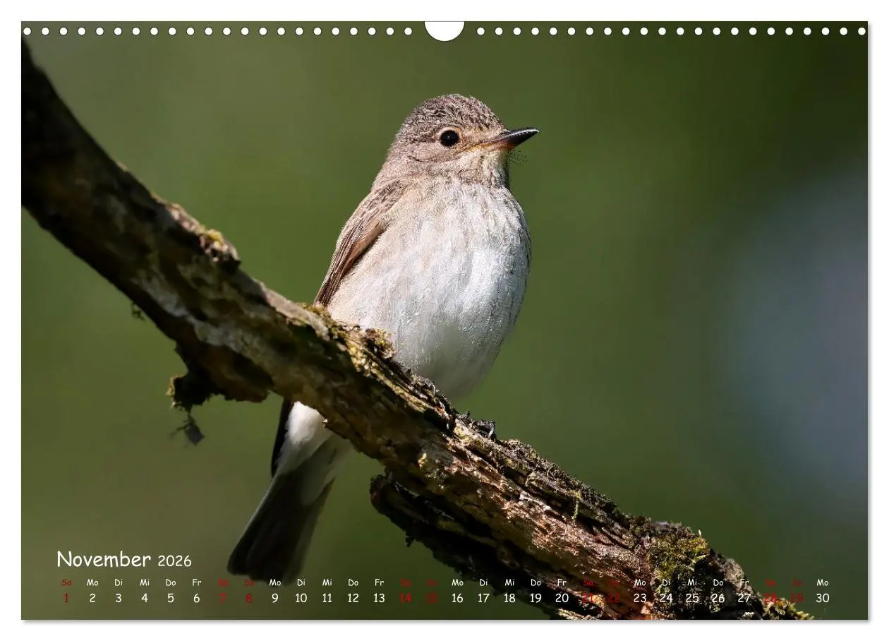 Bild: 9783457553701 | Wildvogelkalender (Wandkalender 2026 DIN A3 quer), CALVENDO...