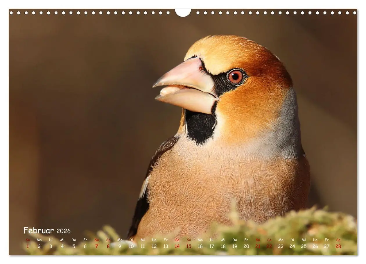 Bild: 9783457553701 | Wildvogelkalender (Wandkalender 2026 DIN A3 quer), CALVENDO...