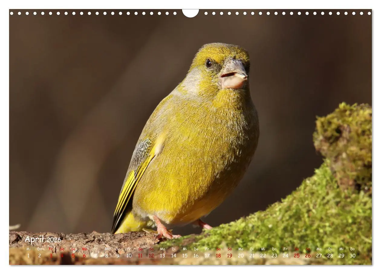 Bild: 9783457553701 | Wildvogelkalender (Wandkalender 2026 DIN A3 quer), CALVENDO...