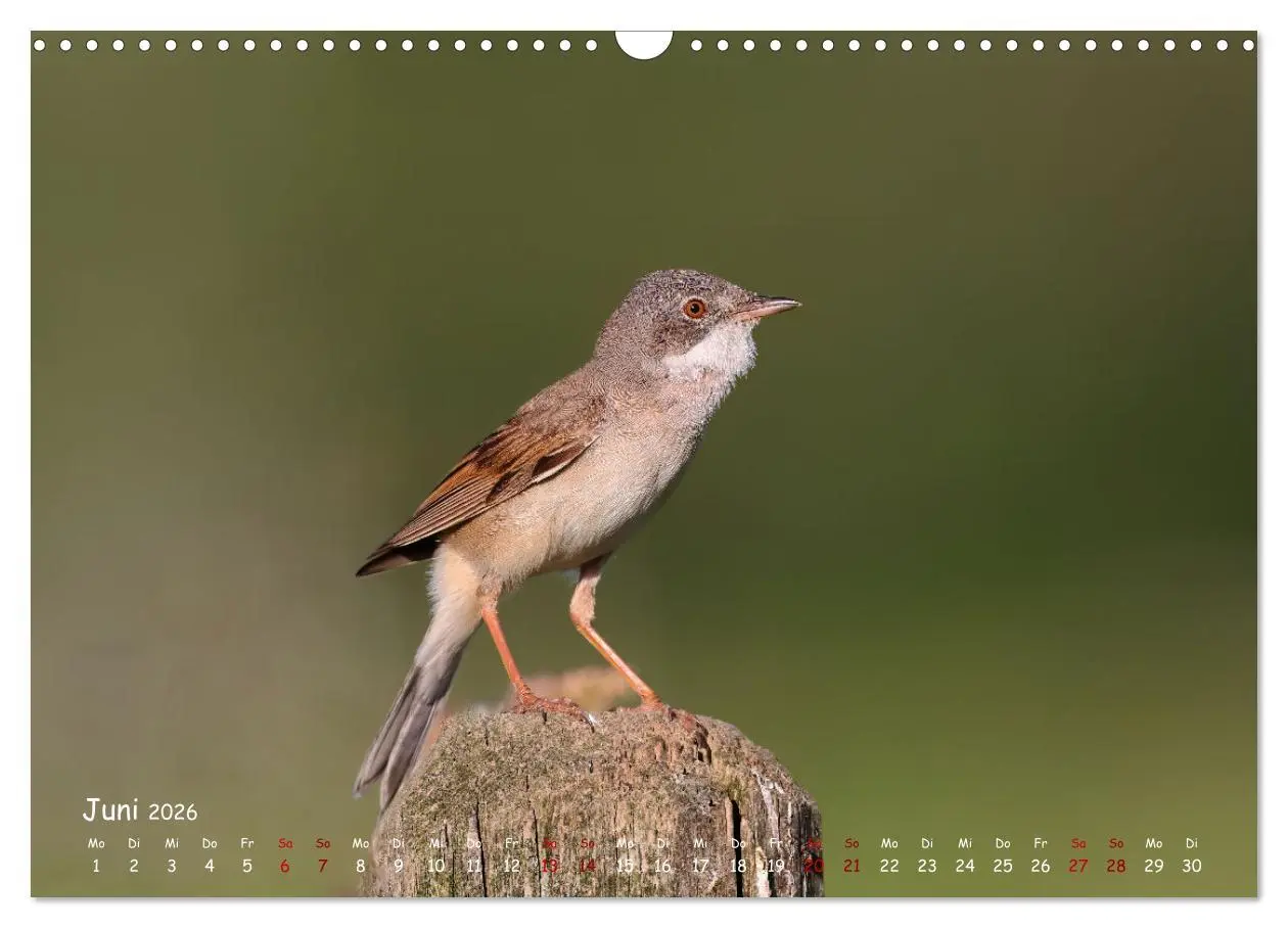 Bild: 9783457553701 | Wildvogelkalender (Wandkalender 2026 DIN A3 quer), CALVENDO...