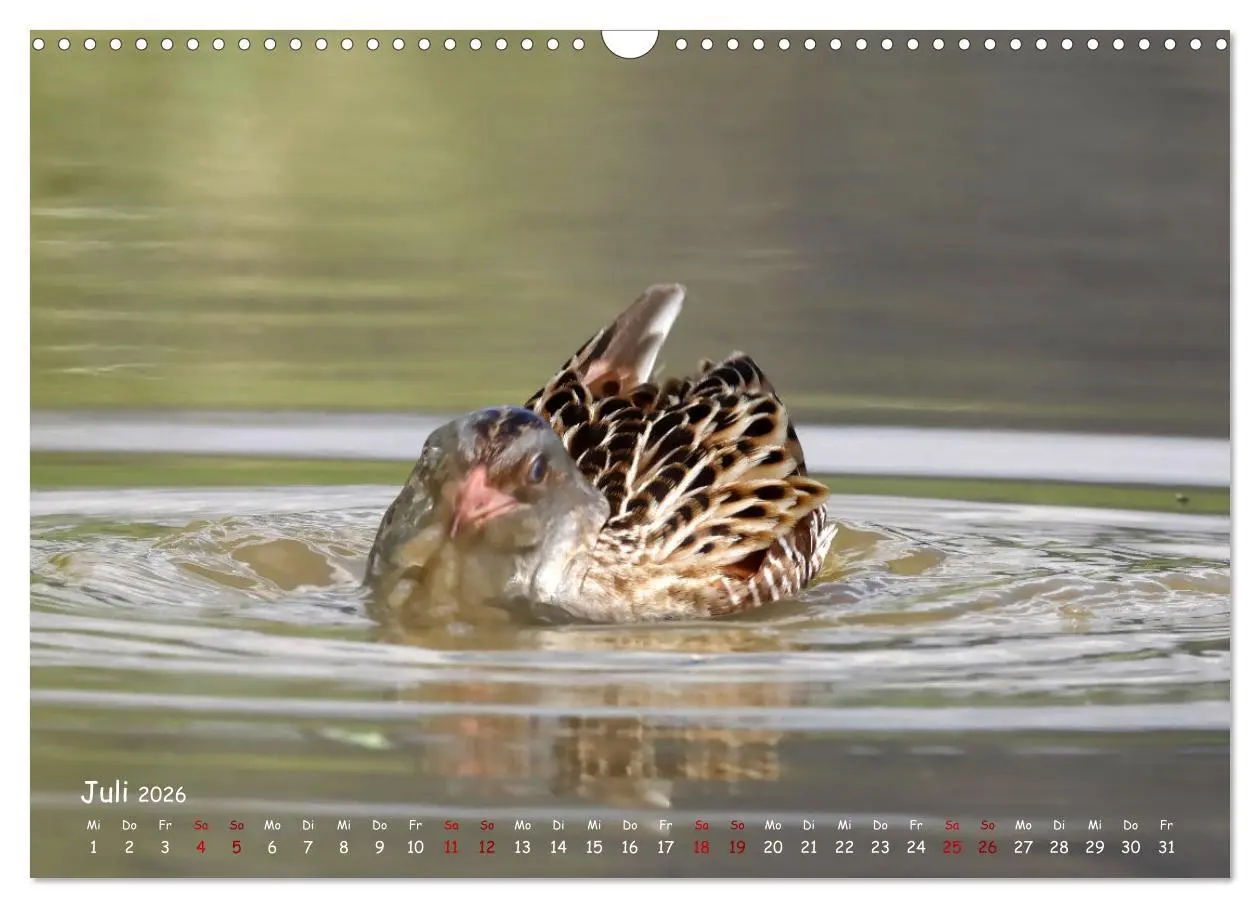 Bild: 9783457553701 | Wildvogelkalender (Wandkalender 2026 DIN A3 quer), CALVENDO...