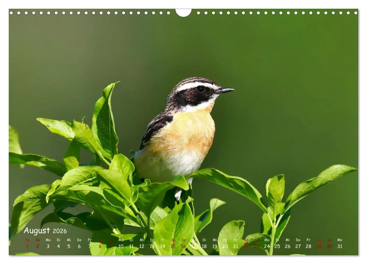 Bild: 9783457553701 | Wildvogelkalender (Wandkalender 2026 DIN A3 quer), CALVENDO...