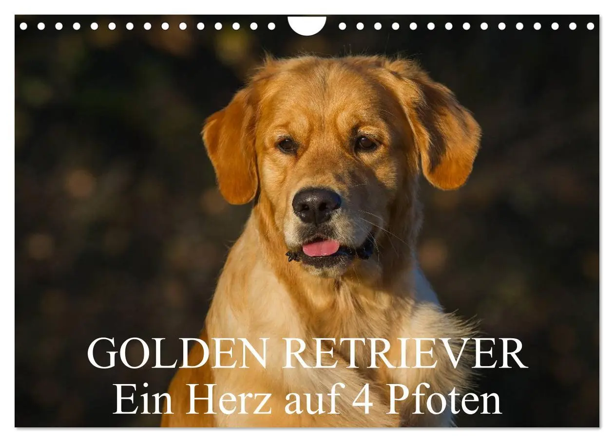 Cover: 9783516193701 | Golden Retriever - Ein Herz auf 4 Pfoten (Wandkalender 2026 DIN A4...