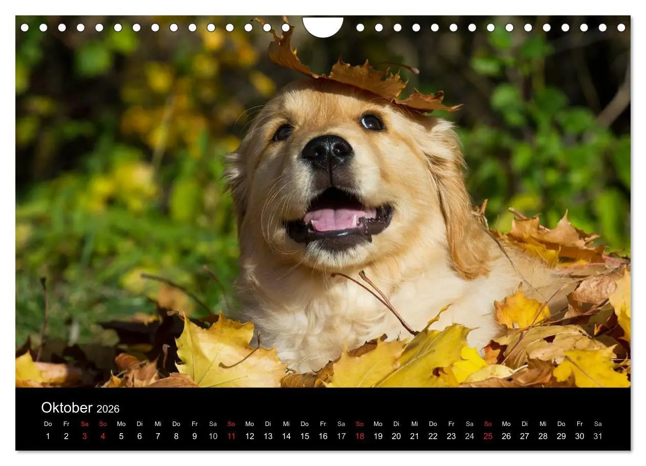 Bild: 9783516193701 | Golden Retriever - Ein Herz auf 4 Pfoten (Wandkalender 2026 DIN A4...