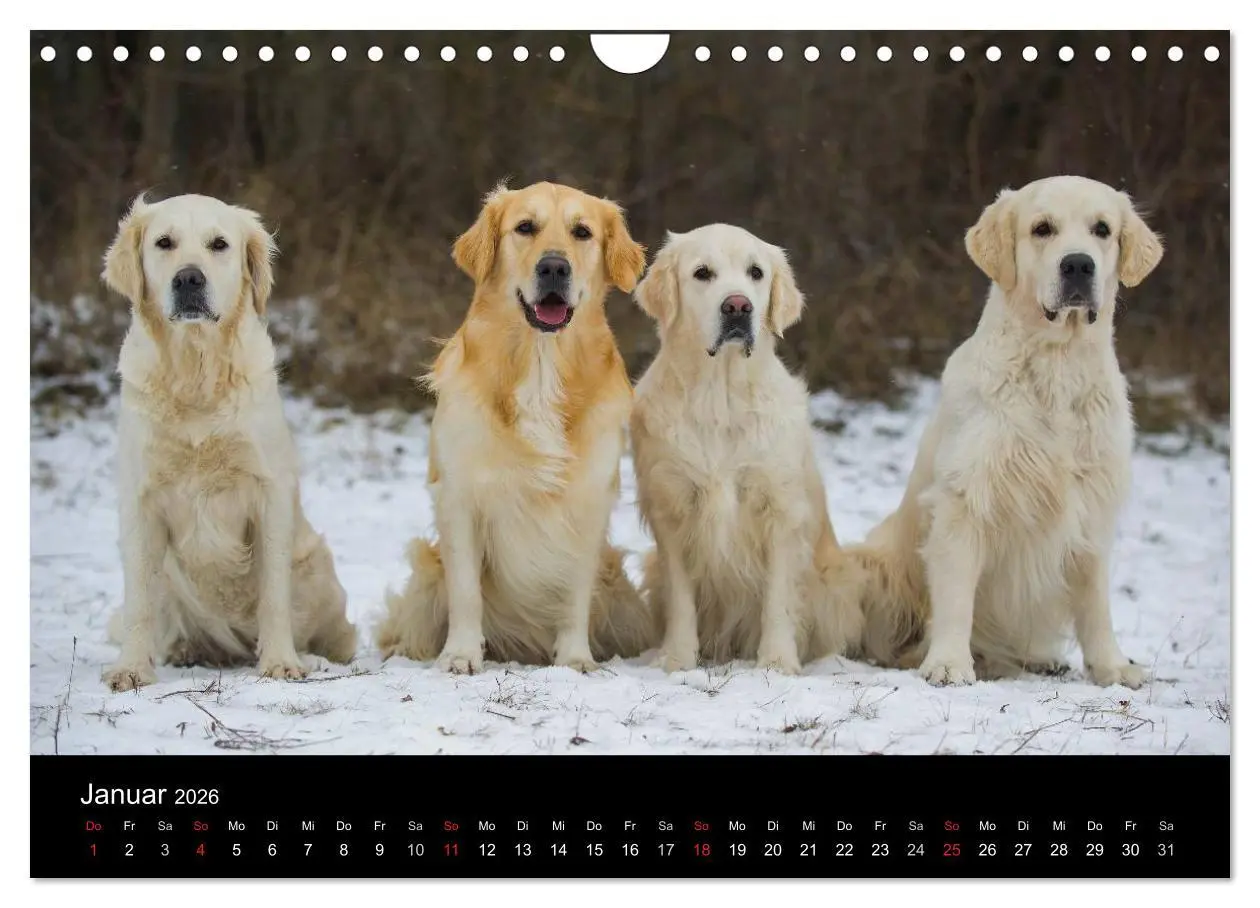 Bild: 9783516193701 | Golden Retriever - Ein Herz auf 4 Pfoten (Wandkalender 2026 DIN A4...