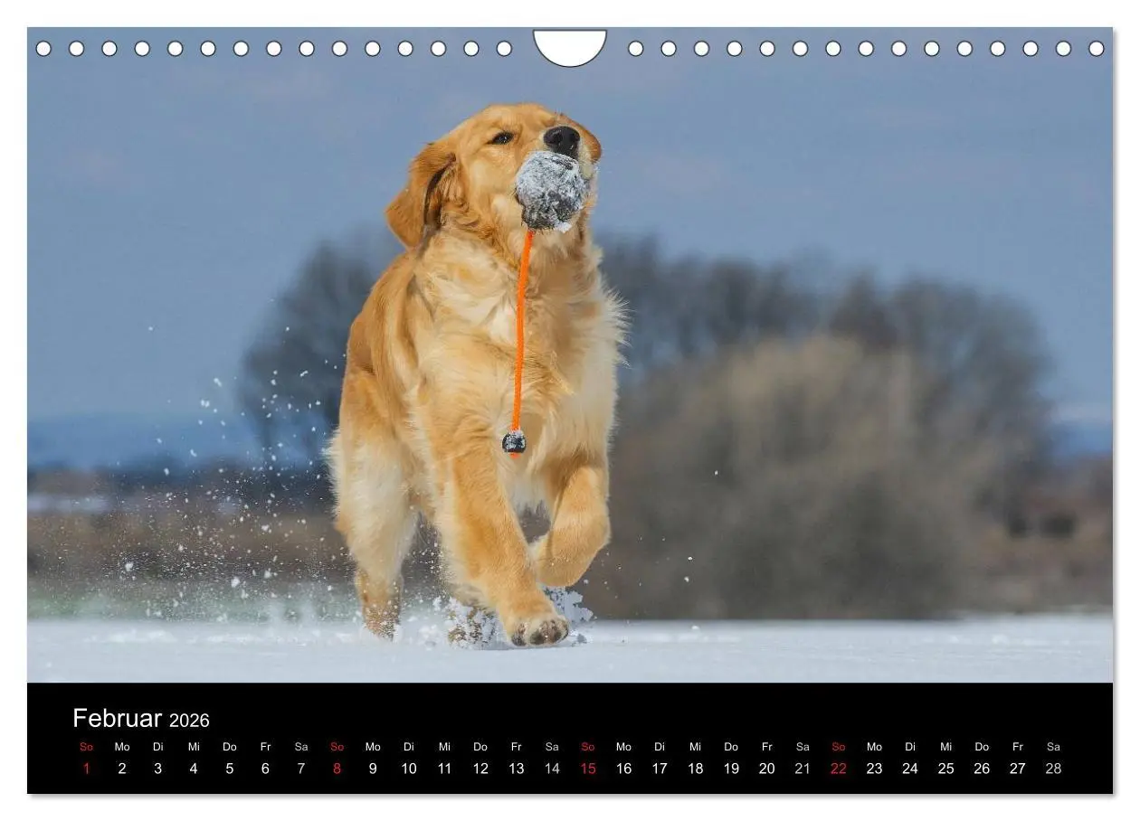 Bild: 9783516193701 | Golden Retriever - Ein Herz auf 4 Pfoten (Wandkalender 2026 DIN A4...