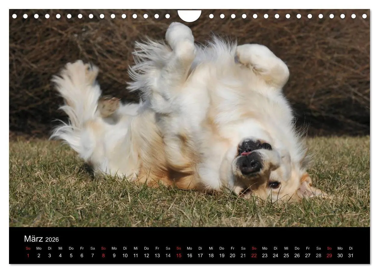 Bild: 9783516193701 | Golden Retriever - Ein Herz auf 4 Pfoten (Wandkalender 2026 DIN A4...