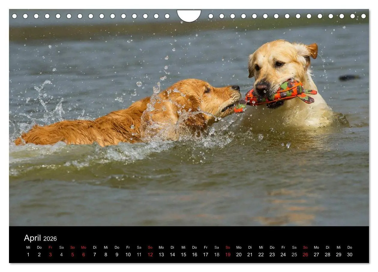Bild: 9783516193701 | Golden Retriever - Ein Herz auf 4 Pfoten (Wandkalender 2026 DIN A4...