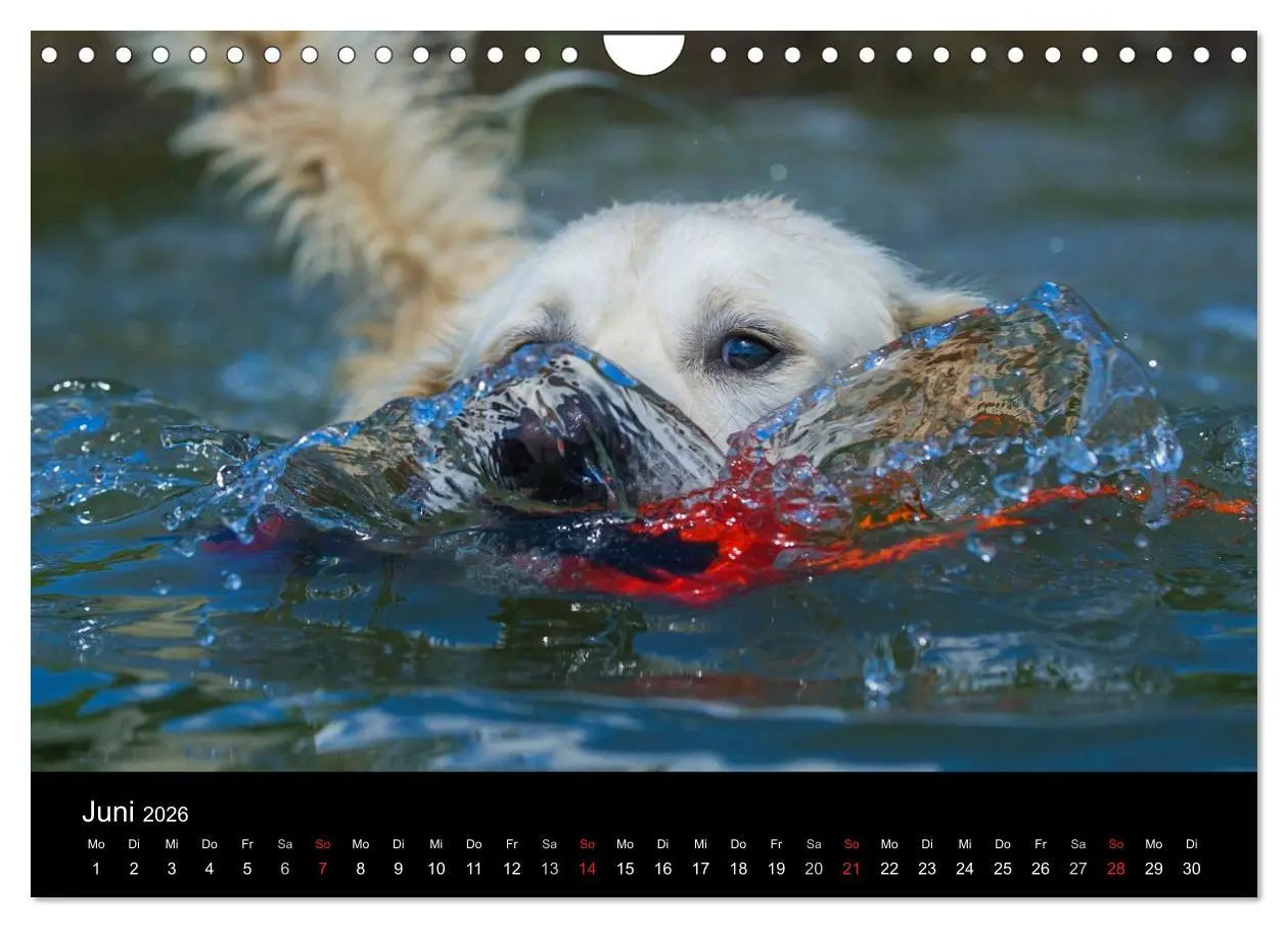 Bild: 9783516193701 | Golden Retriever - Ein Herz auf 4 Pfoten (Wandkalender 2026 DIN A4...