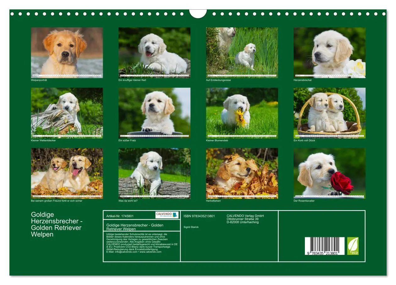 Bild: 9783435213801 | Goldige Herzensbrecher - Golden Retriever Welpen (Wandkalender 2025...