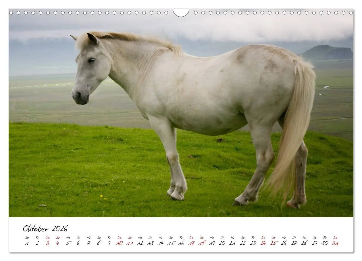 Bild: 9783457923801 | Islandpferde take it Isi (Wandkalender 2026 DIN A3 quer), CALVENDO...