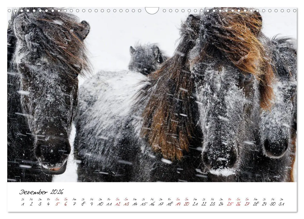Bild: 9783457923801 | Islandpferde take it Isi (Wandkalender 2026 DIN A3 quer), CALVENDO...