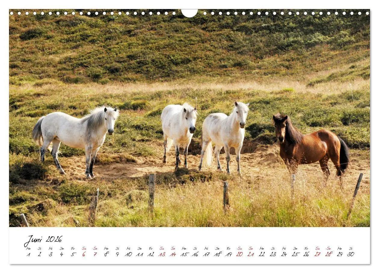 Bild: 9783457923801 | Islandpferde take it Isi (Wandkalender 2026 DIN A3 quer), CALVENDO...