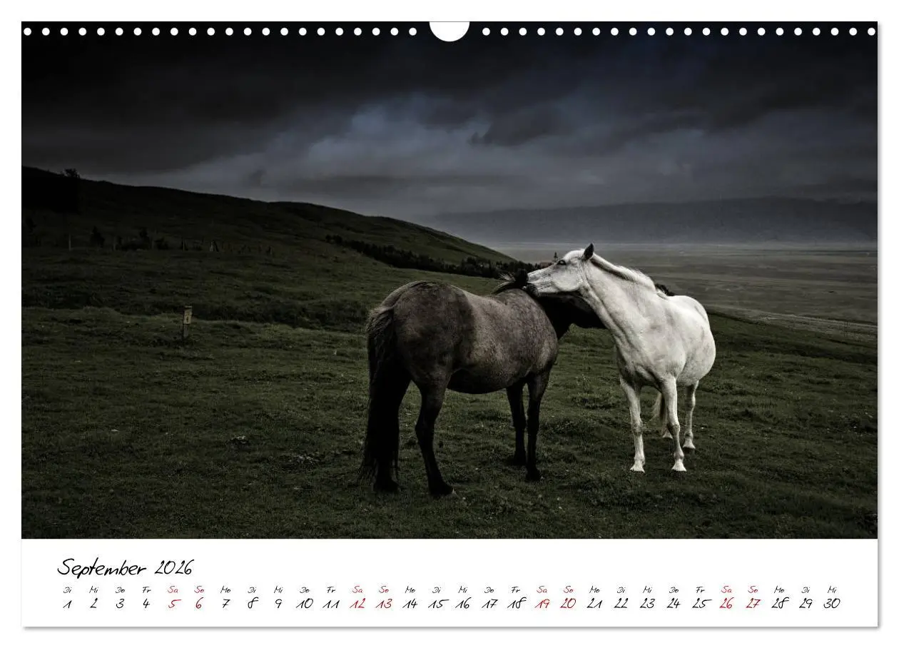 Bild: 9783457923801 | Islandpferde take it Isi (Wandkalender 2026 DIN A3 quer), CALVENDO...