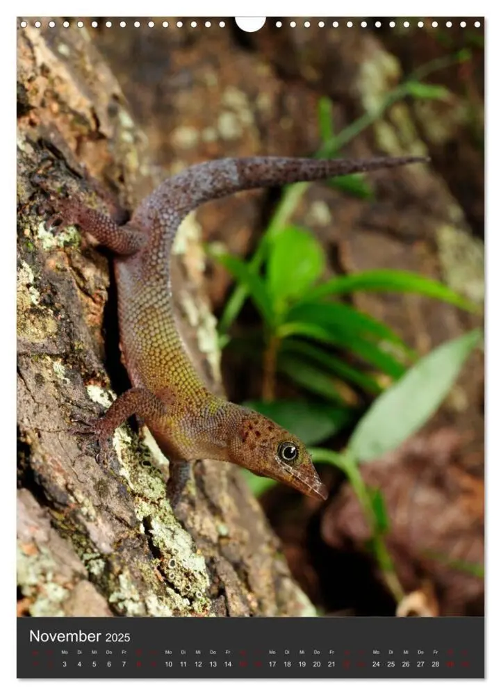 Bild: 9783435993901 | GECKOS (Wandkalender 2025 DIN A3 hoch), CALVENDO Monatskalender | 2025