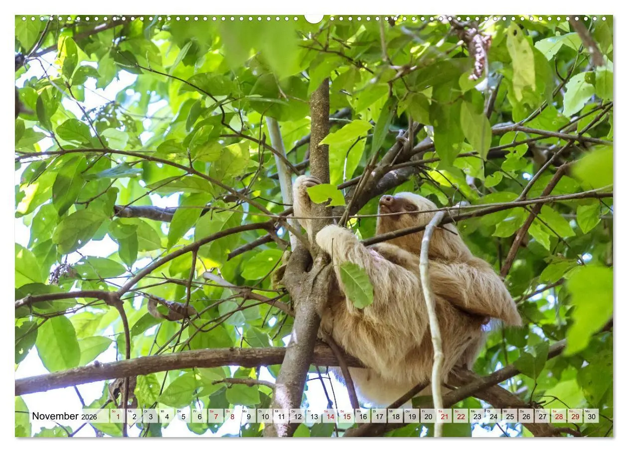 Bild: 9783457424001 | Costa Rica - Tierwelt und Landschaften (hochwertiger Premium...