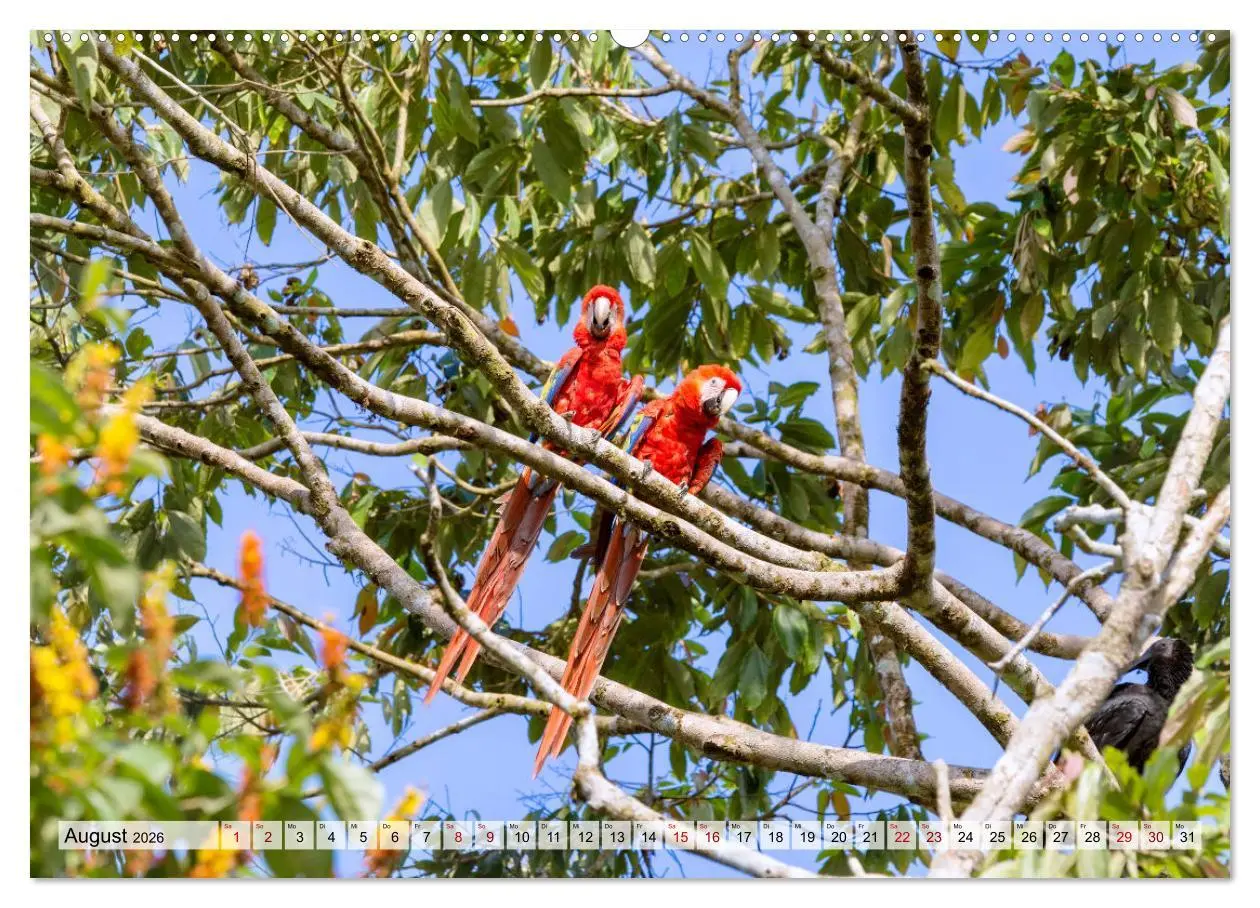 Bild: 9783457424001 | Costa Rica - Tierwelt und Landschaften (hochwertiger Premium...