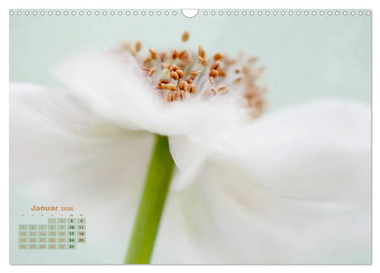 Bild: 9783516204001 | Zauberhafte Blüten (Wandkalender 2026 DIN A3 quer), CALVENDO...