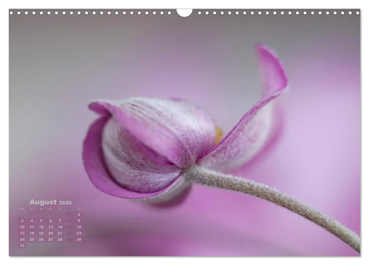 Bild: 9783516204001 | Zauberhafte Blüten (Wandkalender 2026 DIN A3 quer), CALVENDO...