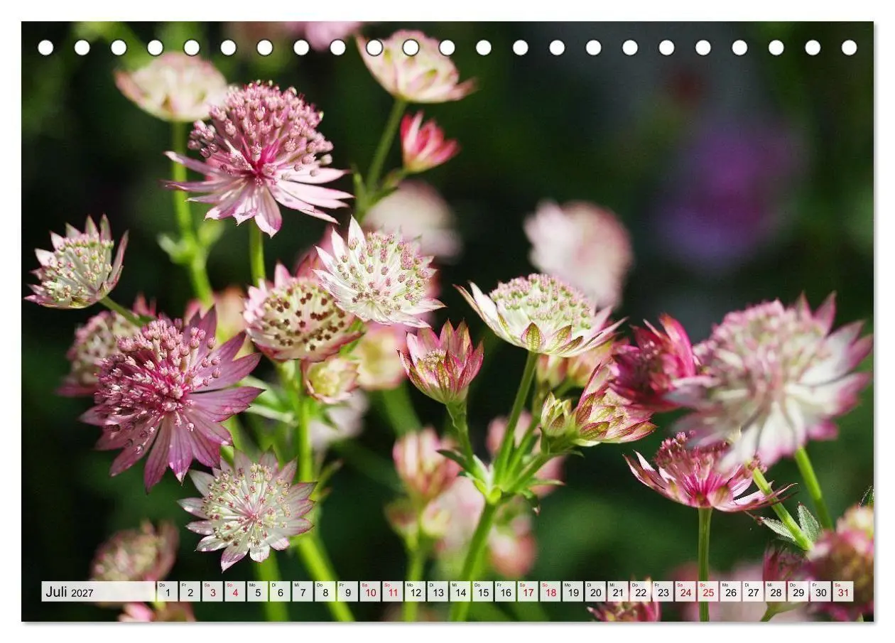 Bild: 9783516754001 | Blumen, bunt gemischt (Tischkalender 2027 DIN A5 quer), CALVENDO...