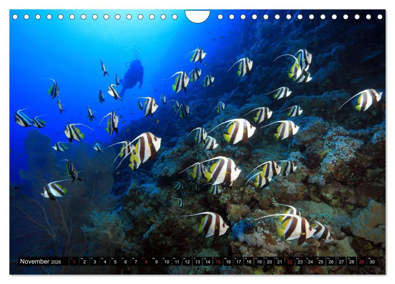 Bild: 9783457724101 | Rotes Meer Unterwasser (Wandkalender 2026 DIN A4 quer), CALVENDO...