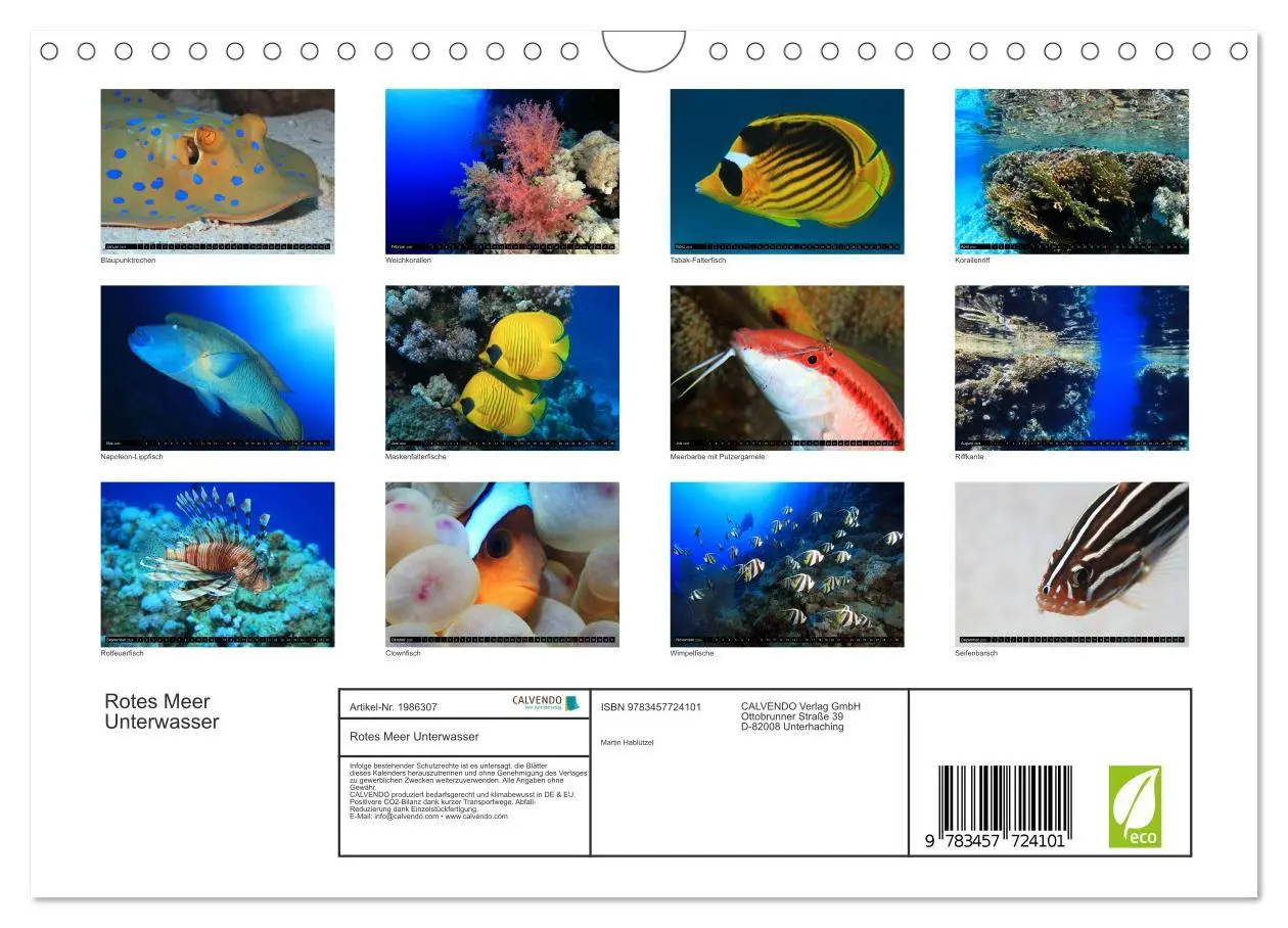 Bild: 9783457724101 | Rotes Meer Unterwasser (Wandkalender 2026 DIN A4 quer), CALVENDO...