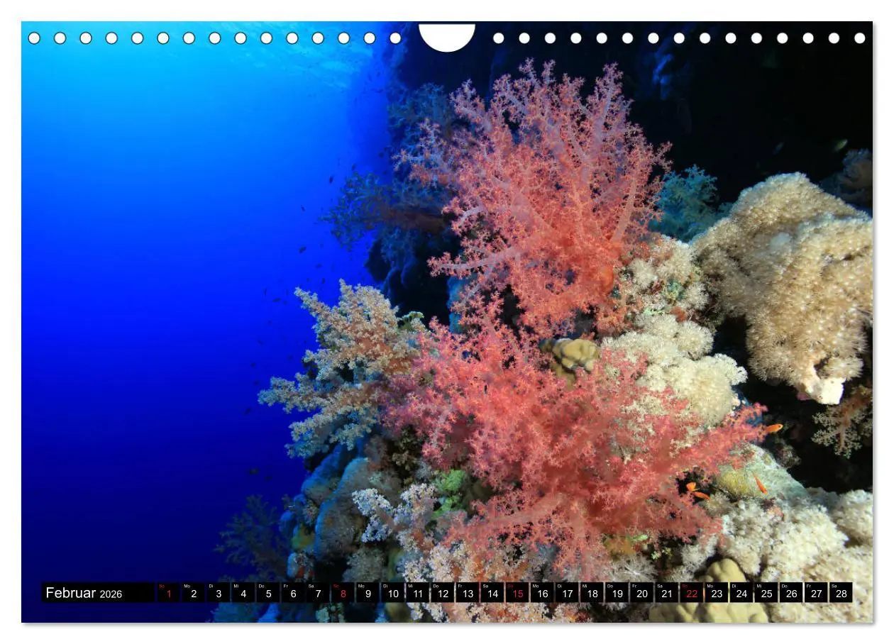 Bild: 9783457724101 | Rotes Meer Unterwasser (Wandkalender 2026 DIN A4 quer), CALVENDO...