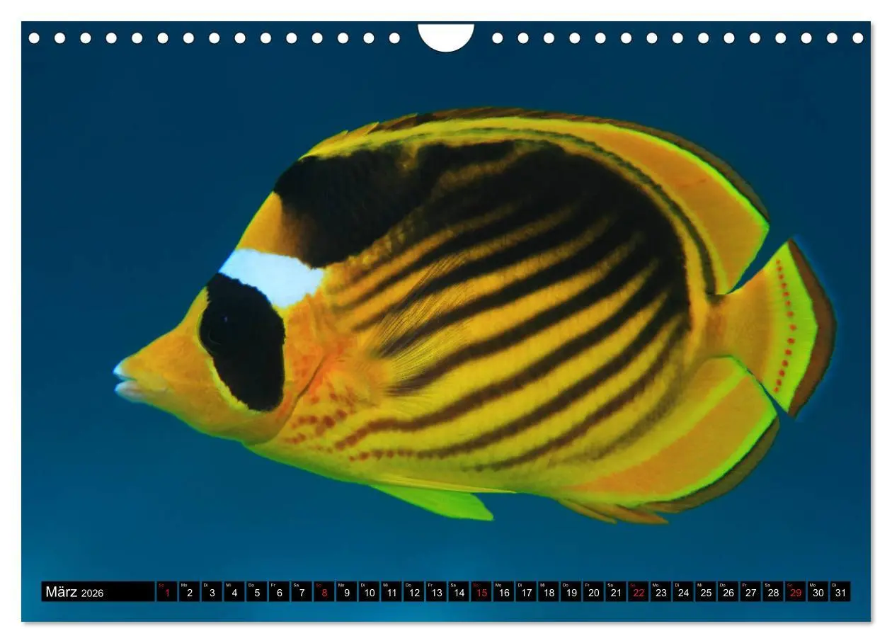 Bild: 9783457724101 | Rotes Meer Unterwasser (Wandkalender 2026 DIN A4 quer), CALVENDO...