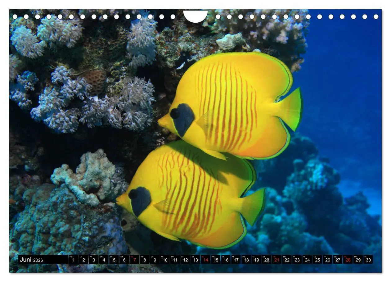 Bild: 9783457724101 | Rotes Meer Unterwasser (Wandkalender 2026 DIN A4 quer), CALVENDO...